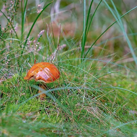 Дом отдыха Lovely In With Wifi Vig